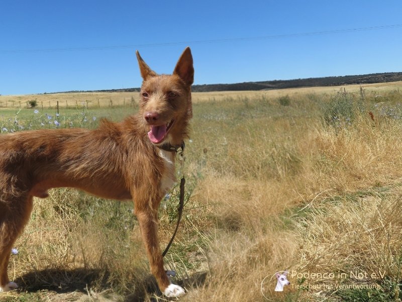 Yashin (Podenco)