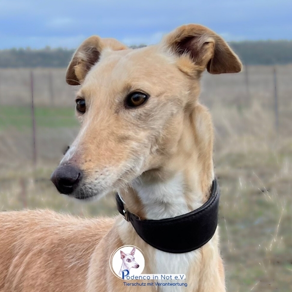 Aarany (Galgohündin) Aarany (Galgohündin)