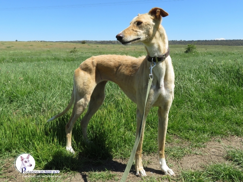 Aarany (Galgohündin)