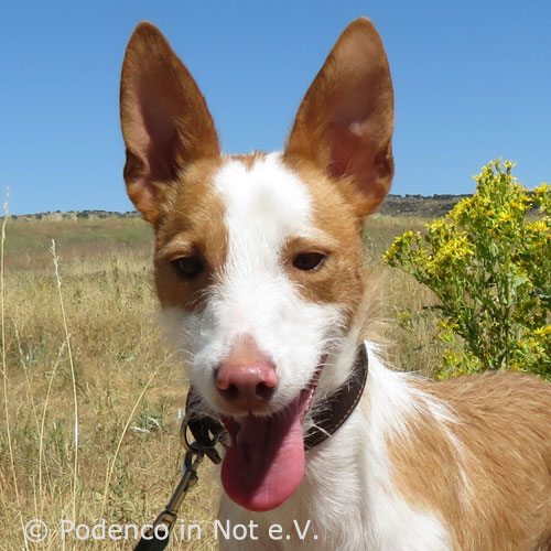 Podenco Aari