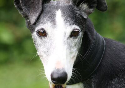 Adjaïa (Galga)