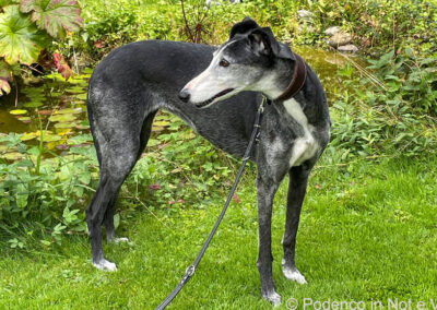Adjaïa (Galga)