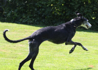 Adjaïa (Galga)