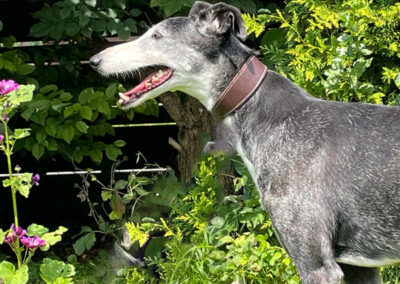 Adjaïa (Galga)
