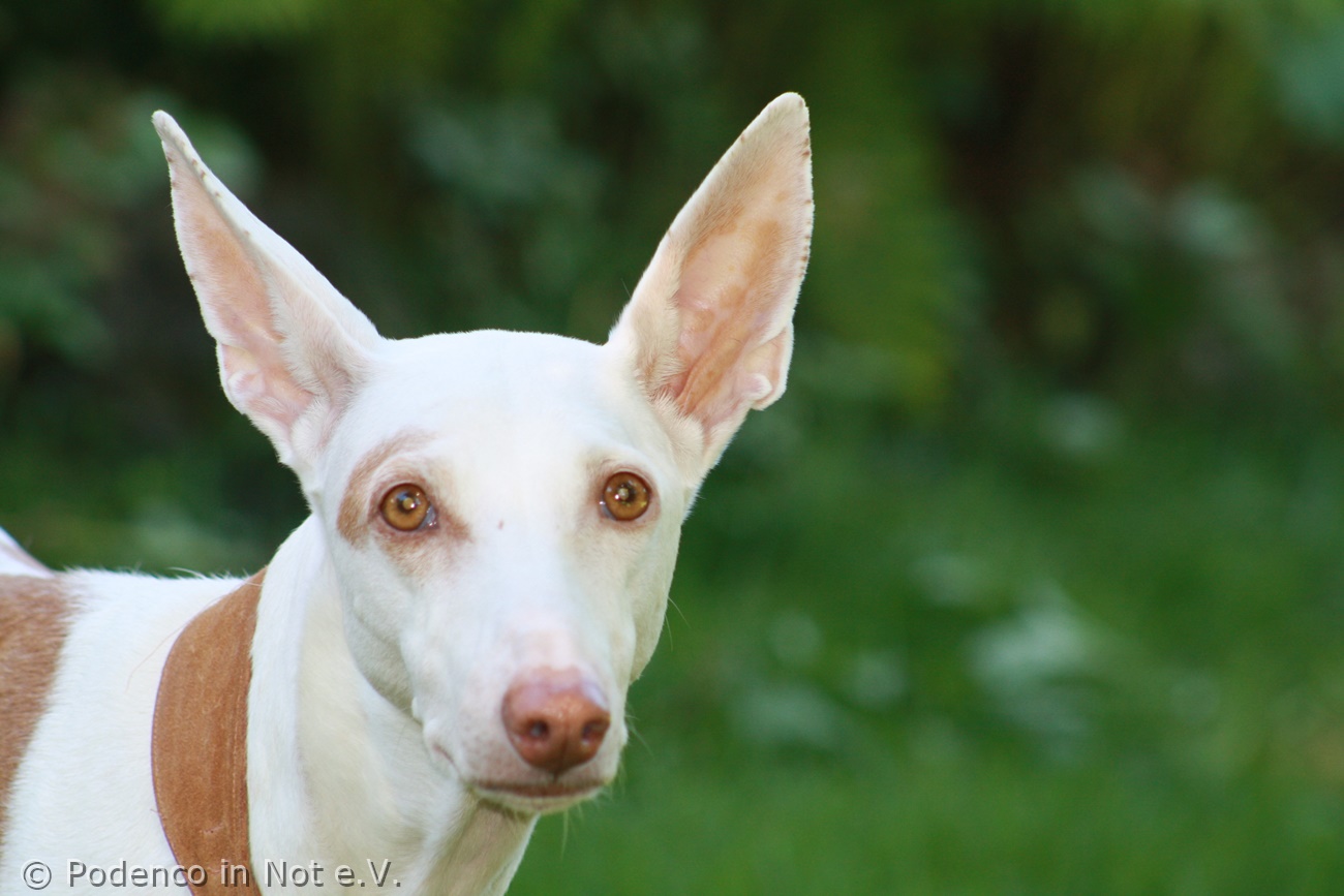 Podenco und Jagd Podenco in Not e.V.