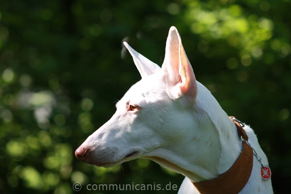 Podenco