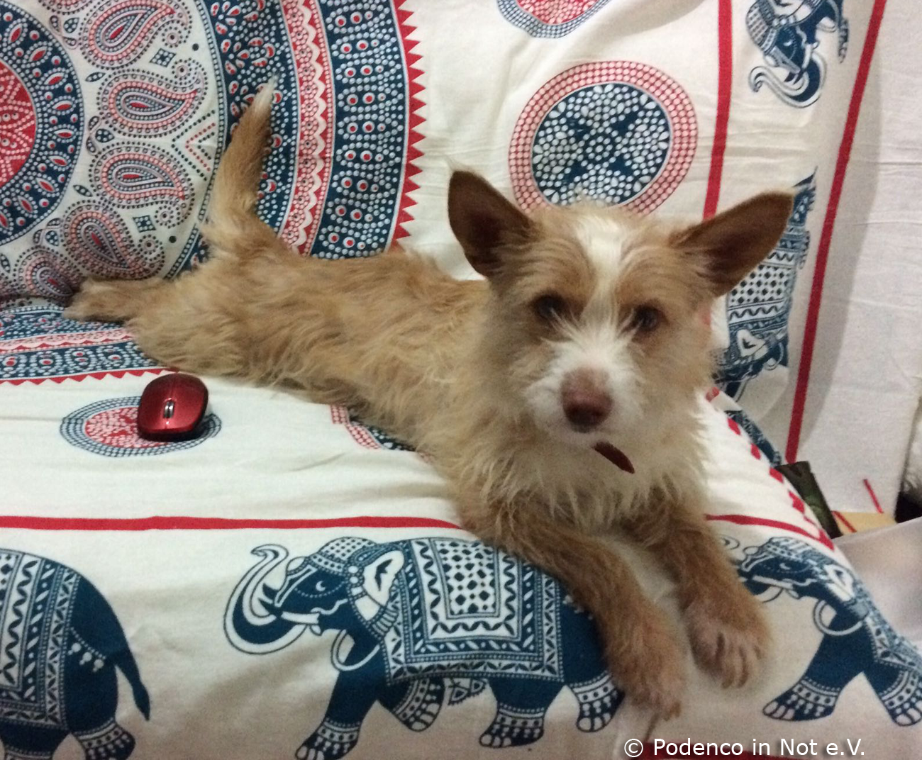 Immer mehr Hunde finden in Spanien ihr Zuhause Podencos und Galgos