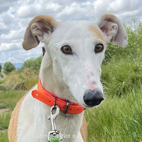 Galga Aleika