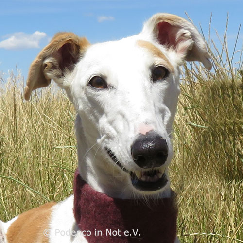 Galga Aleika