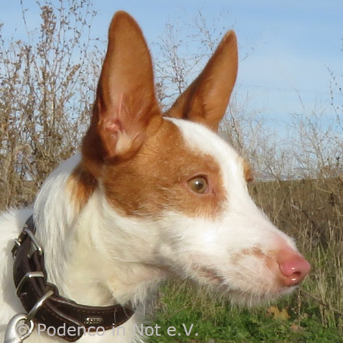 Galgo Amari