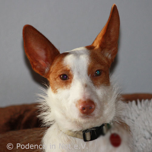 Aleñia