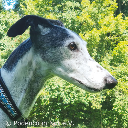 Galgo Amari