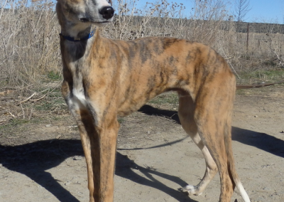 Galgo Antero