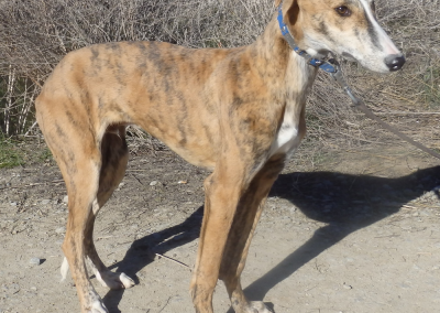 Galgo Antero