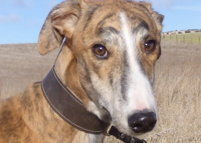 Galgo Antero