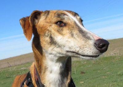 Galgo Antero