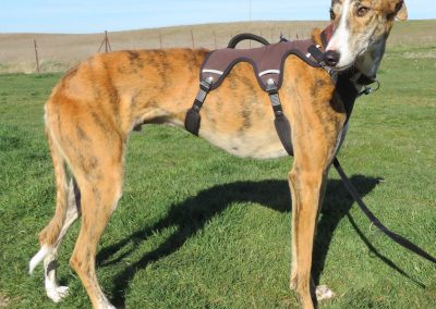 Galgo Antero