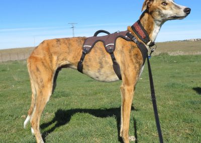 Galgo Antero