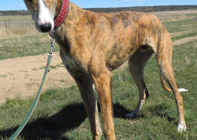 Galgo Antero