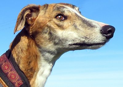 Galgo Antero
