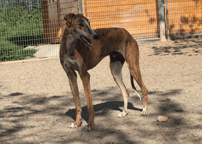 Galgo Antero