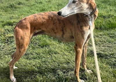 Galgo Antero