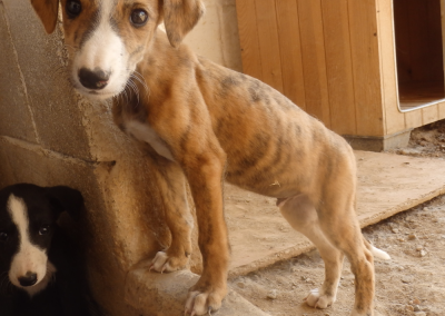 Antero (Galgorüde)