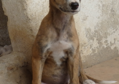 Antero (Galgorüde)