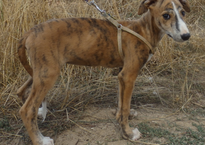 Antero (Galgorüde)