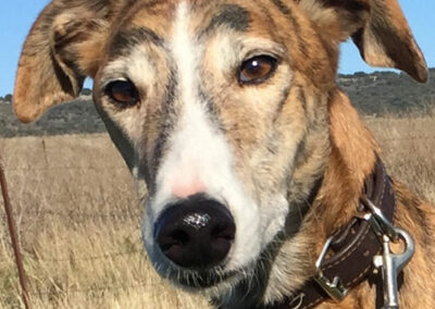 Galgo Antero