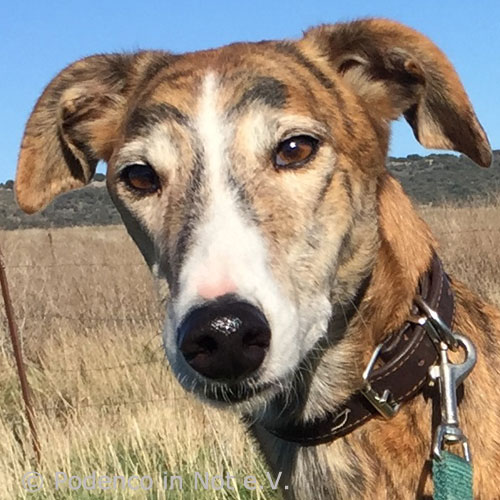 Galgo Antero
