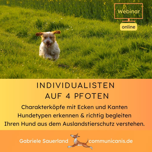 Individualisten auf 4 Pfoten - Der Auslandshund