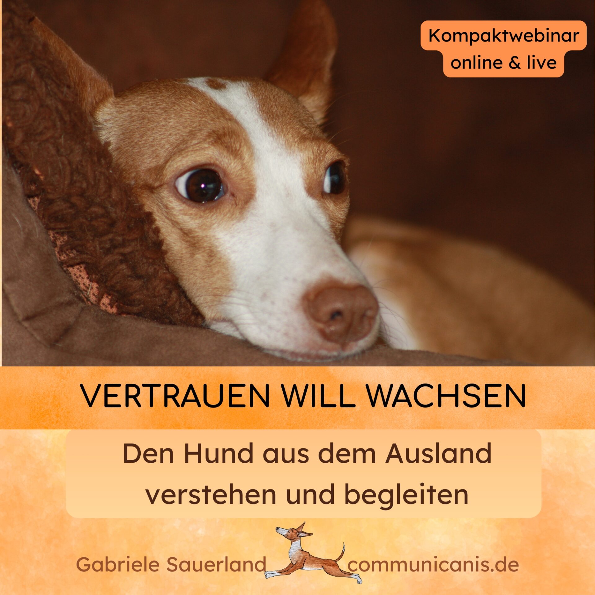 Auslandshund (Vertrauen will wachsen)