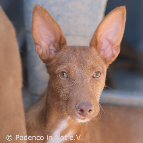 Ayo Podenco