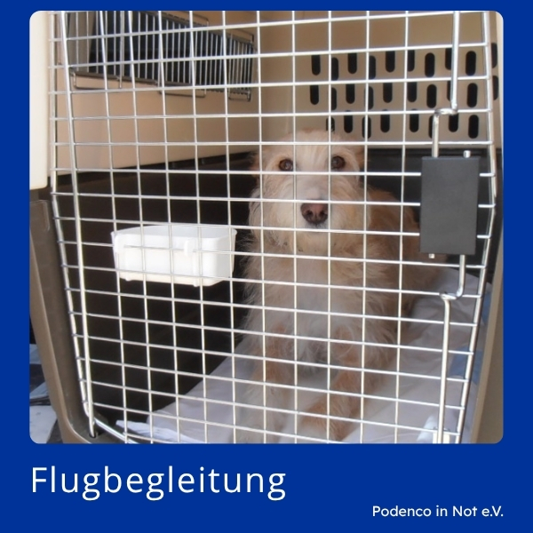 Flugbegleitung