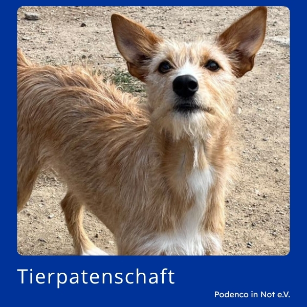 Tierpatenschaft