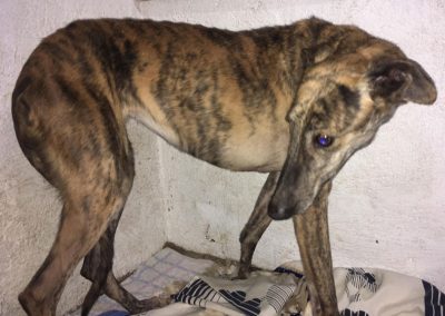 Barisha Galga