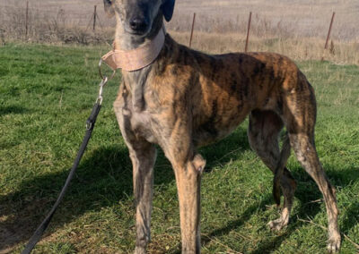 Galga Barisha