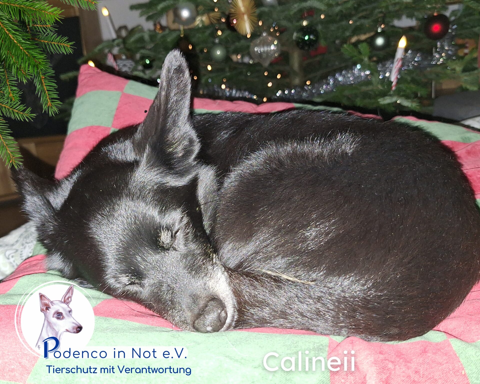 Calineii entspannt Daheim