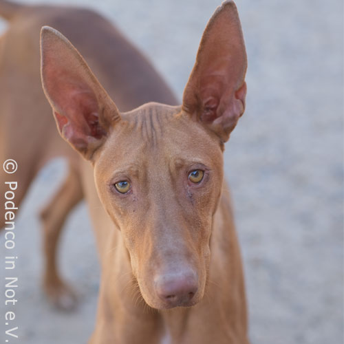 Podenco Choovio