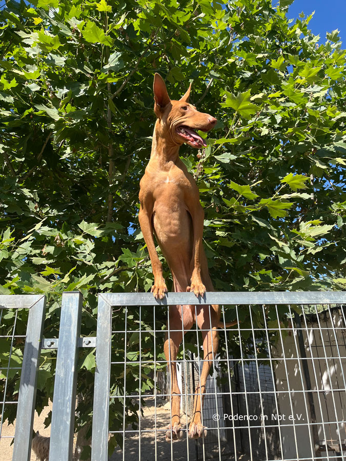Choovio (Podenco)