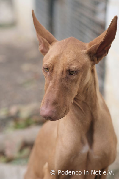 Choovio Podenco
