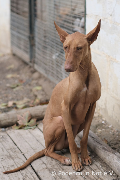 Choovio Podenco