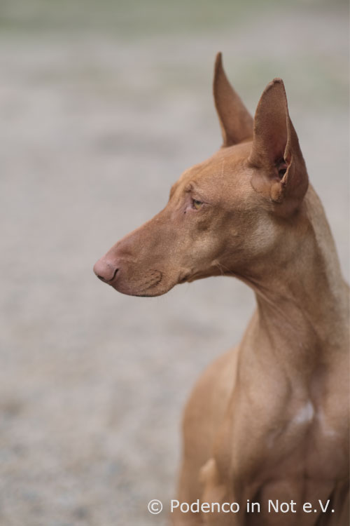 Choovio Podenco