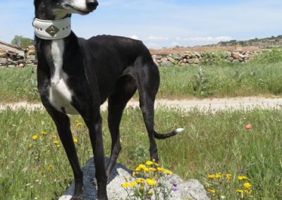 Galga Darjana