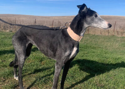 Galga Darjana
