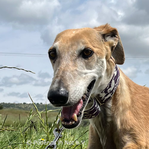 Galga Elani