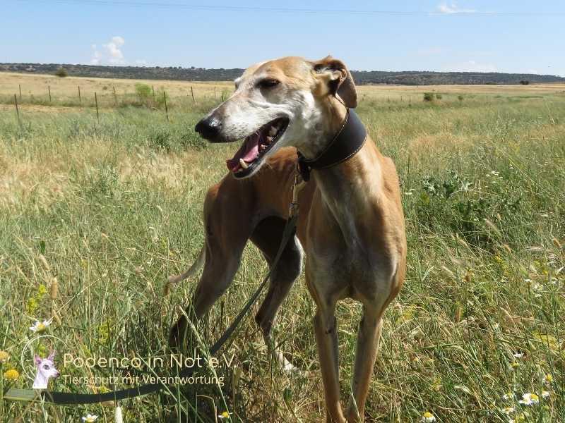 Elani (Galga)