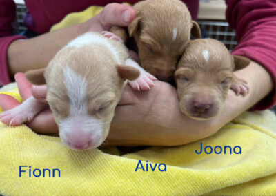 Podencos: Fionn Aiva Joona