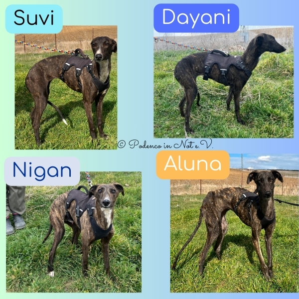 Aluna Dayani Nigan Suvi